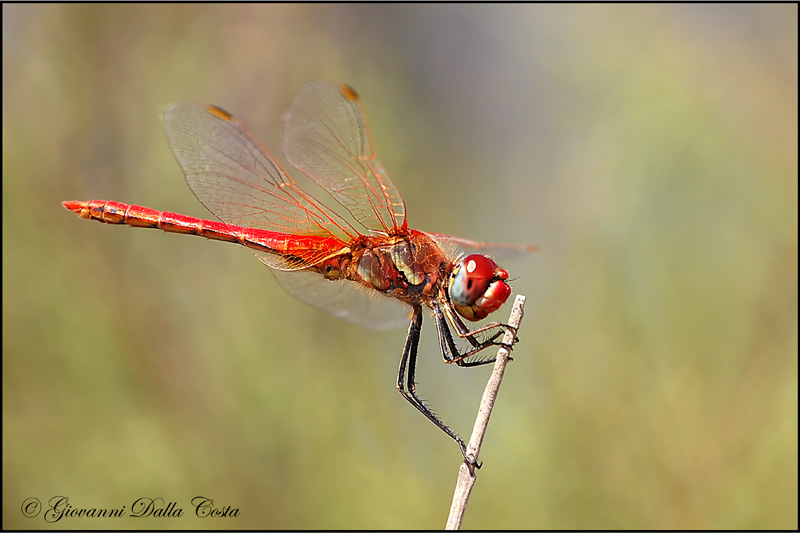 Sympetrum fonscolombii